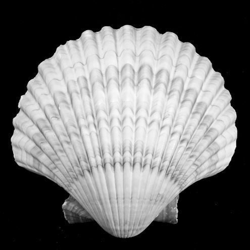 shell